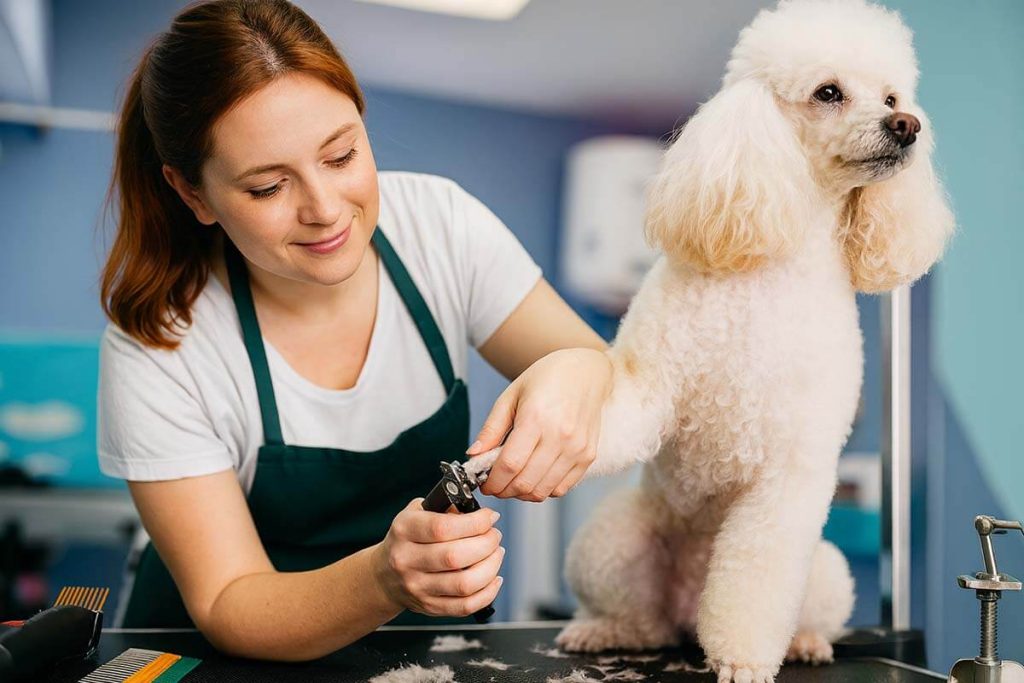 top-dog-groomers-toowoomba-qld